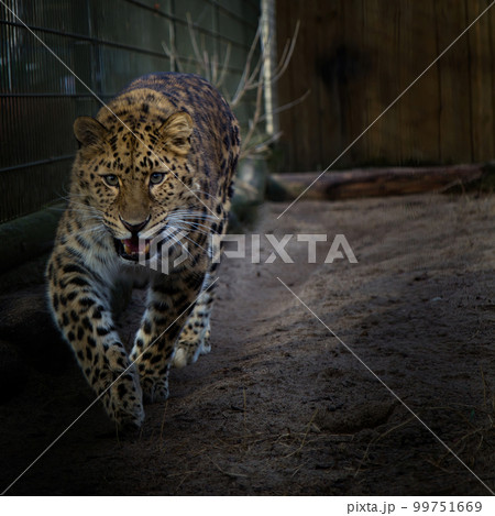 Amur river leopard siting on sun (Panthera pardus orientalis) Amur river leopard siting on sun (Panthera pardus orientalis) 99751669
