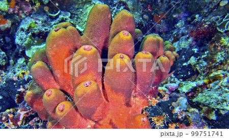 Tube Sponge, Bunaken National Marine Park, Indonesia 99751741