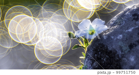 Wild Flower, Sierra de Guadarrama National Park, Spain 99751750