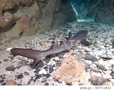 ネムリブカ ネムリブカ 99751832