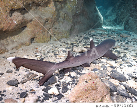 ネムリブカ 99751835