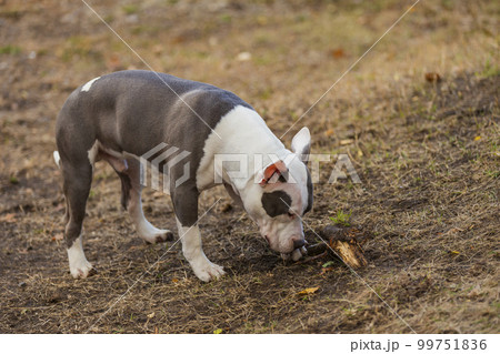 pit bull puppy playing on the playground pit bull puppy playing on the playground 99751836