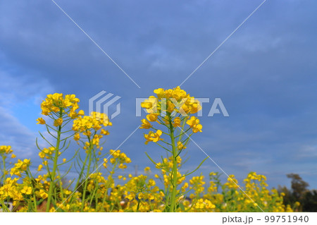 菜の花 曇り空 菜の花 曇り空 99751940