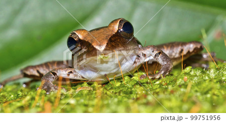 Tropical Frog, Tropical Rainforest, Costa Rica 99751956