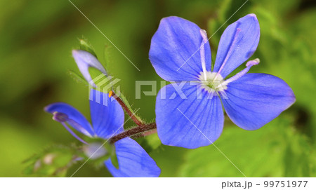 Wildflower, Sierra de Guadarrama National Park, Spain 99751977