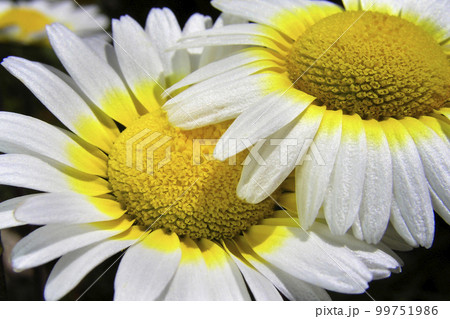 Wildflower, Sierra de Guadarrama National Park, Spain 99751986