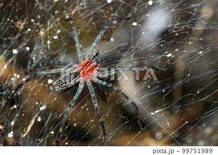 Spider, Amazonia, Ecuador 99751989