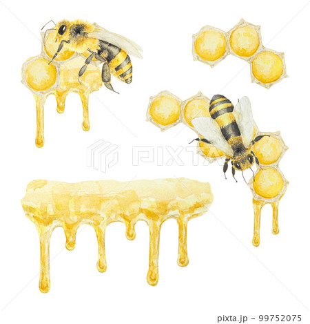 Set of watercolor hand drawn bees and honey isolated on white background Set of watercolor hand drawn bees and honey isolated on white background 99752075