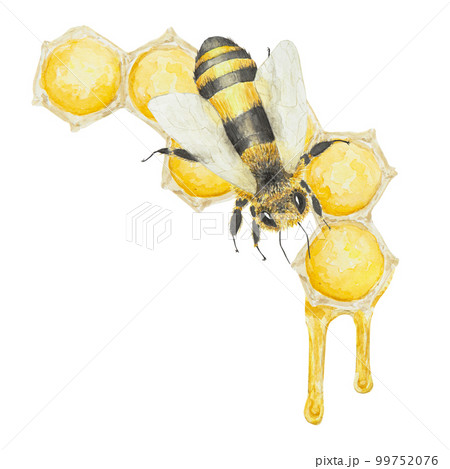Watercolor hand drawn bee and honey isolated on white background Watercolor hand drawn bee and honey isolated on white background 99752076