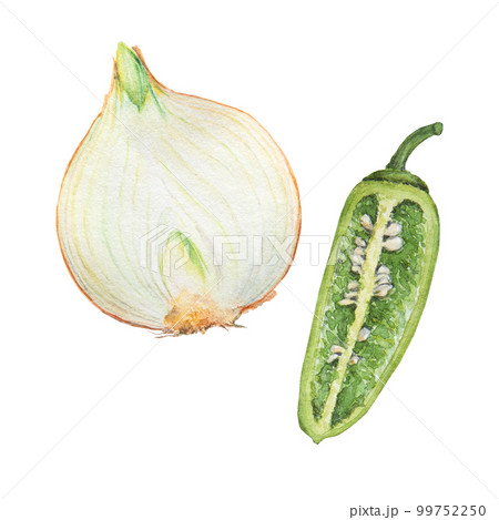 Hand drawn watercolor onion and pepper isolated on white background 99752250