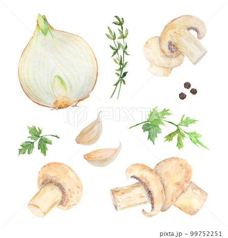 Hand drawn watercolor onion and green parsley leaves isolated on white background 99752251