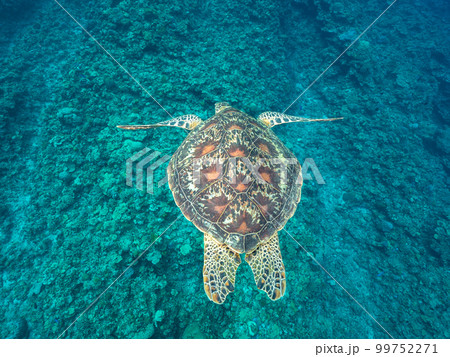 ウミガメ ウミガメ 99752271