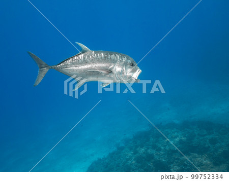 ロウニンアジ ロウニンアジ 99752334