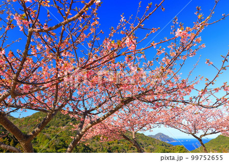 【大分県】晴天の四浦半島の蔵谷の河津桜(津久見) 【大分県】晴天の四浦半島の蔵谷の河津桜(津久見) 99752655
