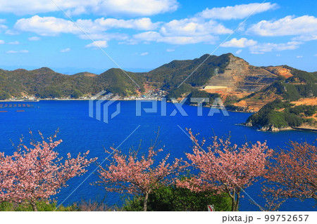【大分県】晴天の四浦半島の四浦展望台の河津桜（津久見）　 99752657