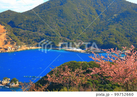 【大分県】晴天の四浦半島の四浦展望台の河津桜（津久見）　 99752660