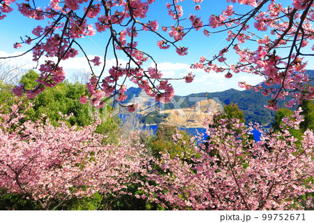【大分県】晴天の四浦半島の四浦展望台の河津桜（津久見）　 99752671