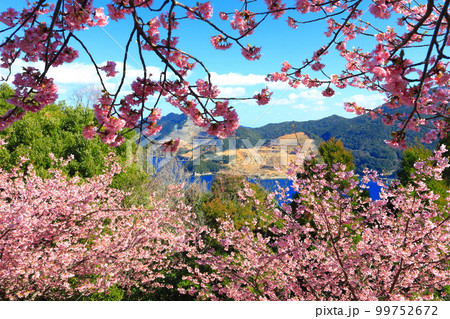 【大分県】晴天の四浦半島の四浦展望台の河津桜(津久見) 【大分県】晴天の四浦半島の四浦展望台の河津桜(津久見) 99752672