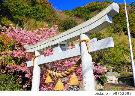【大分県】晴天の四浦半島の田ノ浦の河津桜(津久見) 【大分県】晴天の四浦半島の田ノ浦の河津桜(津久見) 99752698
