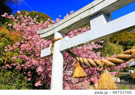 【大分県】晴天の四浦半島の田ノ浦の河津桜（津久見）　 99752700