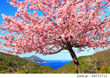【大分県】晴天の四浦半島の蔵谷の河津桜（津久見）　 99752711