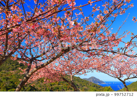 【大分県】晴天の四浦半島の蔵谷の河津桜（津久見）　 99752712