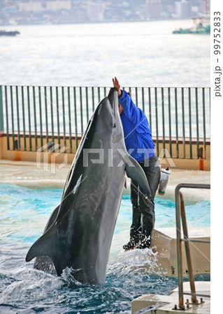 イルカのショー 99752833