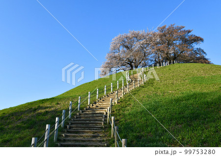 丘の上の桜と青空 99753280