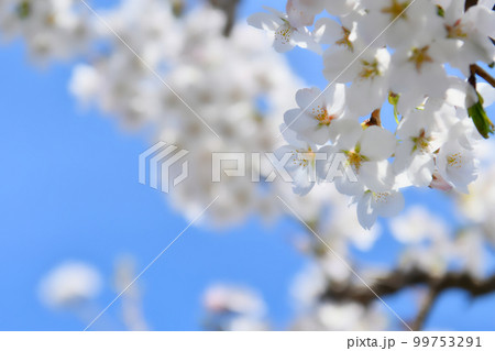 桜と青空 99753291
