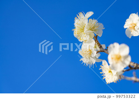 梅・春の訪れ イメージ 梅・春の訪れ イメージ 99753322