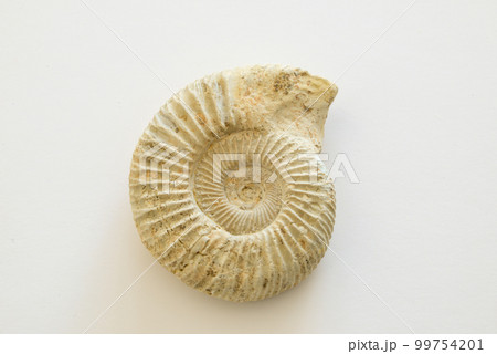 アンモナイト 化石 ジュラ紀 フランス - 標本用品