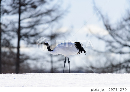 雪を食べるタンチョウ 99754279