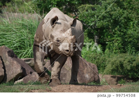 絶滅危惧種 アフリカ中南部 哺乳網奇蹄目サイ科クロサイ属 和名ヒガシクロサイ2 絶滅危惧種 アフリカ中南部 哺乳網奇蹄目サイ科クロサイ属 和名ヒガシクロサイ2 99754508