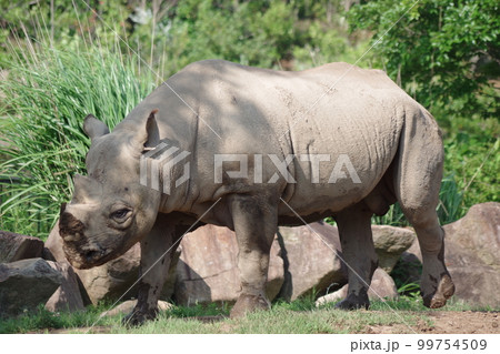 絶滅危惧種 アフリカ中南部 哺乳網奇蹄目サイ科クロサイ属 和名ヒガシクロサイ1 絶滅危惧種 アフリカ中南部 哺乳網奇蹄目サイ科クロサイ属 和名ヒガシクロサイ1 99754509