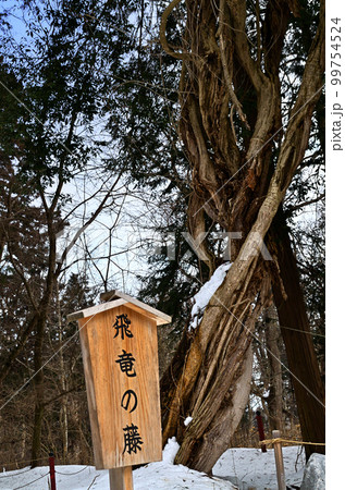 福島県会津若松市のパワースポット 雪残る伊佐須美神社の御神木 飛龍の藤 福島県会津若松市のパワースポット 雪残る伊佐須美神社の御神木 飛龍の藤 99754524