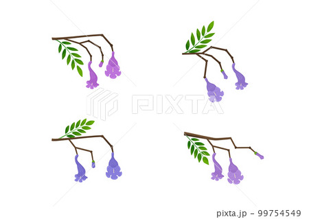Flowers, buds and leaves on the branches set. Flowers, buds and leaves on the branches set. 99754549