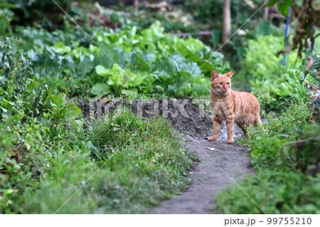 仔猫 子ネコ こねこ 99755210