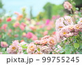 京成バラ園へお出かけ 99755245