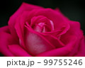 大人の色気を思わせる薔薇　京成バラ園 99755246