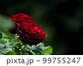 大人の色気を思わせる薔薇　京成バラ園 99755247