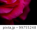 大人の色気を思わせる薔薇　京成バラ園 99755248