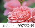 大人の色気を思わせる薔薇　京成バラ園 99755249