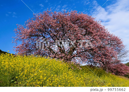 みなみの桜、菜の花畑満開 みなみの桜、菜の花畑満開 99755662