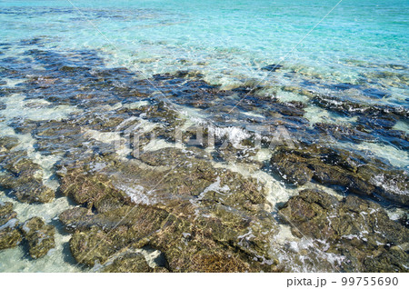 ハメリンプールのストロマトライトの群生 99755690