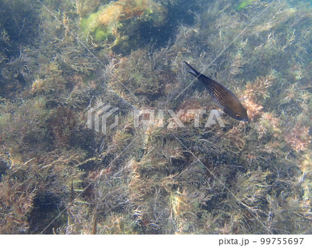 On the seabed. Chromis, or swallow fish (Chromis chromis), lives above reef rocks and in coastal thickets. The southern coast of Crimea 99755697