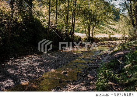 Path in the forest near the river. Summer 99756197