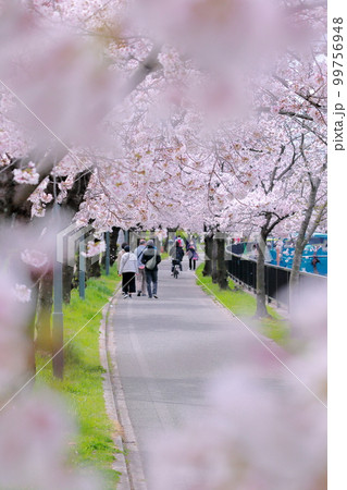 大阪天神橋にて満開の桜と花見 99756948