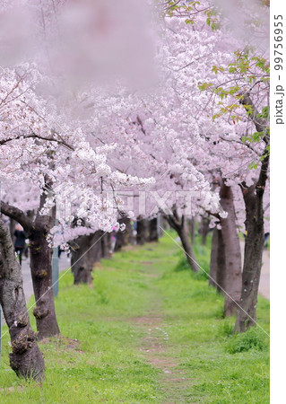 大阪天神橋にて満開の桜と花見 99756955