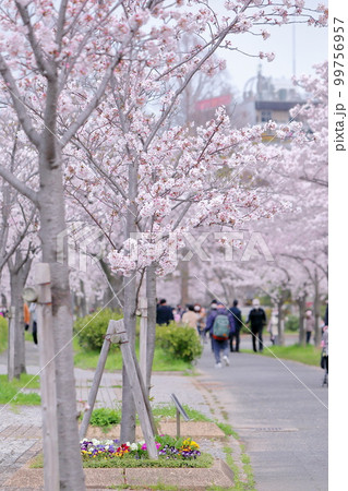 大阪天神橋にて満開の桜と花見 99756957