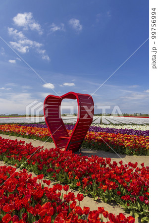 Field of tulips with red heart near Keukenhof, The Netherlands Field of tulips with red heart near Keukenhof, The Netherlands 99756994